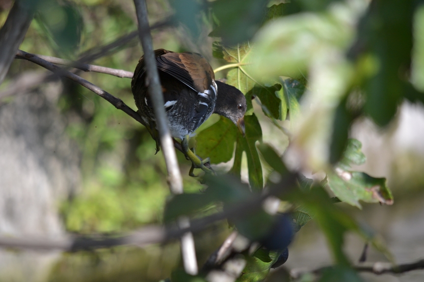 gallinella d''acqua... arrampicatrice